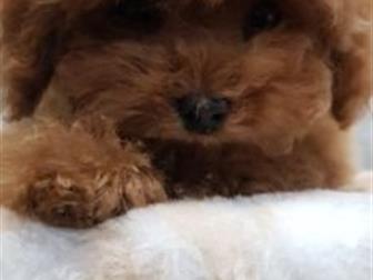 ��������� ��� � ���� Teddy � ������ red braun,  ������� 3 ������, ��������� ������,  ����� �������� �����,  ����� ������, ���� � ����� �� �������,  ����� ��� ������� � ������