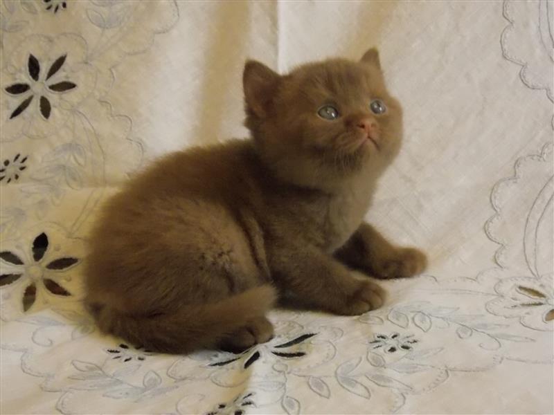 Купить котика на авито