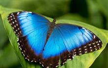    Morpho Peleides -    