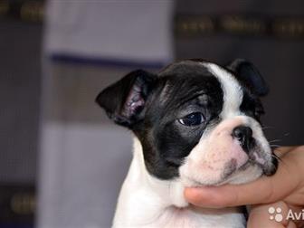 �������� PREMJER BOSTON ,�,  ����������� ���������� � �������������� ������ ������ ������� , �� �������� �������� ���������, ������� �������� � ������� ����  � ������� � ������������