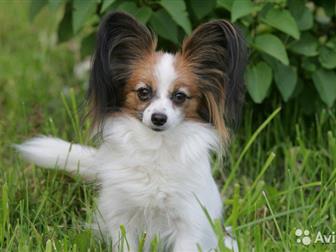 ������������ � �������������� ����� �������� �� ������������ ���������,  ����� ����-���������,  ��� ��������,  ���� ����� �� �������, �� ���� ��������,  �������� � ������������