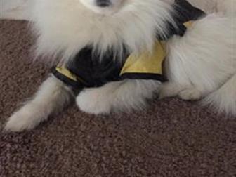 �������������, ����������� ����� ����� � ����� �������,  ������, ������, ����������� (������),  ������� 2 ����,  ������� ����������,  ������ �������� � ���, � ������������