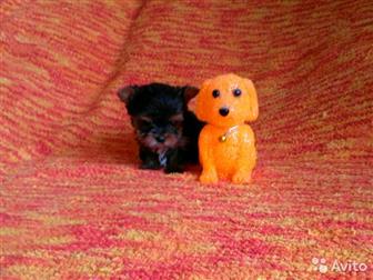 ��������� �������, 2,5 ������,  ��������� � ����������� ����-����� �����,  �� ��������� ������� ���,  ���������-�������������� ��������, ��������, � ������������