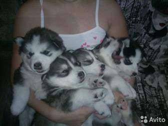 ����� �����,  1 ����� � ������������