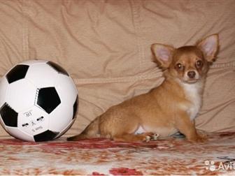 ��������� �������� �� �������� �����  ������ ����������, ��������� ���-FCI, ����������,  ����� 6?6, ������� �������, ��������, ��������, ������� � ������� (������ � ������������