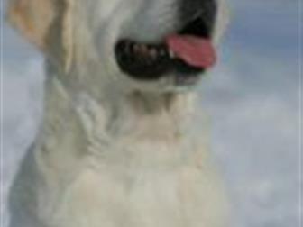 ����� ����������� ��������� �� ���������� ������������ ����, ���������,  ���� ������: Valencia iz Sibirskogo knyajestva; ���� Vashe Blagorodie iz Stolicy Urala, � ������������