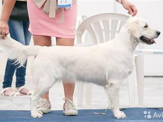 ����� ����������� ��������� �� ���������� ������������ ����, ���������,  ���� ������: Valencia iz Sibirskogo knyajestva; ���� Vashe Blagorodie iz Stolicy Urala, � ������������