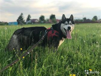 ��������, ������� ������ ��� �����,  2,5 ����,  ����� �������,  ���������� ��� � ������������