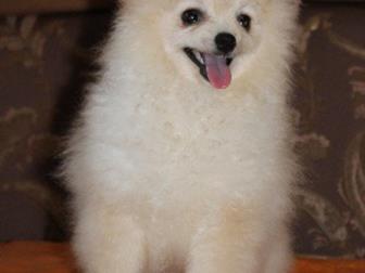 ��������-�����, ������� �������� �� �������, 4-8 ��� ��� ��������� �� ���, � ������������