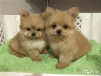 ����� �������� ��������� � �������� ����������, ������� � �������, 2 ������,  ���� ������ ����, 2,6 ��, ���� ����������� ����, 1,6 �� � ������������