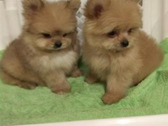 ����� �������� ��������� � �������� ����������, ������� � �������, 2 ������,  ���� ������ ����, 2,6 ��, ���� ����������� ����, 1,6 �� � ������������