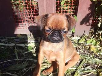 ��� �������, ��� ������,   �������� �� ��������, ���, �������, � ������������