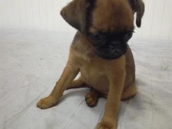 ��� �������, ��� ������,   �������� �� ��������, ���, �������, � ������������