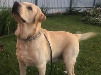 �������� ������, ������������ ������ ���������-��������� ���� �����-������� ��� �������� ���������,  ������� 3 ����, ����� �������, ������� ������, ������, ��� �������� � ������������