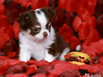 ������� �������� � ������� �����������,  ��������� ���,  ������� �� ��������, � ������������