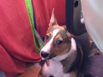 �������- ����������, ����������� � ����������,  ������������ � �����������,  �����, �������������� � ����� ��������,  ������� 3,5������, �������, ����������,  ����� � ������������