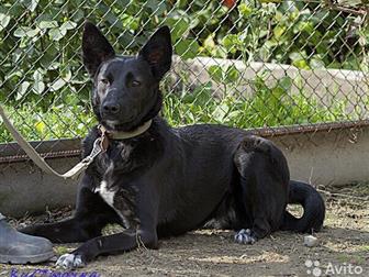 ����,  ??�������, ����� 1,5 ��� �������, ���������������,  ���� ��������, ������� ����� �������� �� �������� � �� ������� �����, ������� �� ����� ����� ������� ������ � ������������