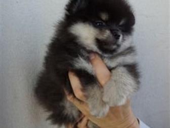 �������� ���������� ������� � ��������� ����������� ������ ������ ������� �����- ��������� ������, �� 01, 08, 2019, ��������� ���,  ������, �������� ����������� � ������������