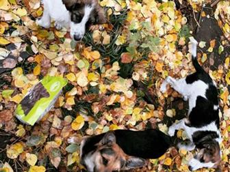 ����� �������� � �����,  ������� 1-2 ������� ����� ������� � ������� �������� �������, ����������,��� ��������� ���������� � ����������� �� ���� ����! � ������������