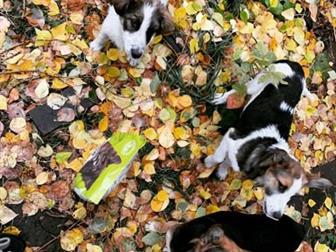 ����� �������� � �����,  ������� 1-2 ������� ����� ������� � ������� �������� �������, ����������,��� ��������� ���������� � ����������� �� ���� ����! � ������������