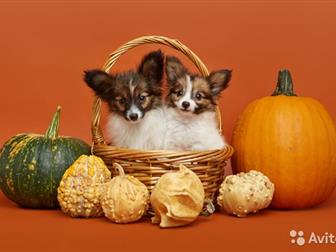 ����� �������� ������� � ��� ��������,  ����� ������,  ������� �� ��������,  �������, �������, �������������� �����,  ������� �� ��������,  ������ � �����������, � ������������