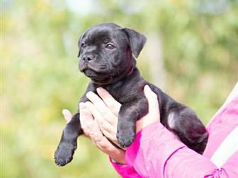 �������� ���������� � ������� ������������� ������ ���������������� �����������, � ��� ���� ��� ������������� ������ ������� � ����� - ��������� ������, ���� �������� � ������������