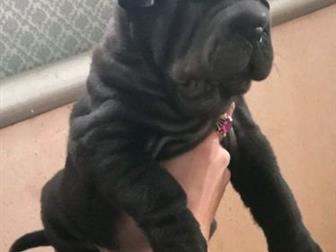 ��������� � ������� ������������� ������-������,  ����� ��������� � ����������������� ��������! �� ������ ������� ����� ����� ������, ��� ������� � �������! � ������������