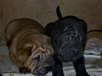 ��������� � ������� ������������� ������-������,  ����� ��������� � ����������������� ��������! �� ������ ������� ����� ����� ������, ��� ������� � �������! � ������������