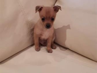 ��������� �������� ����� ���-�������,  �������� ���������,  �������� � ������, �������� 17 ���� � ������������