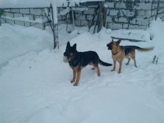 ������ �������� �������,  ������� 2 ������,  �������� ������������ ����� ������� ������ ���� �� ����,  ���������� ���������, ��� ��� ����� ���������� � ���� �����, � ������������