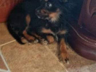 �������������� ������� �������� 4���,���� ����� ������������� ������,��������������,2�� ������,���������� � ������, � ������������