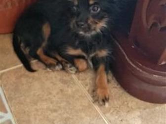 �������������� ������� �������� 4���,���� ����� ������������� ������,��������������,2�� ������,���������� � ������, � ������������