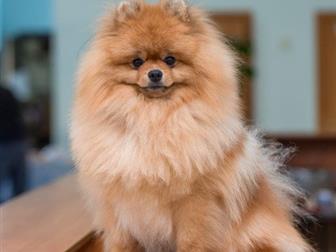 �������� ����� ���� ������ 2 ����,  � �������� �����������,  ������� �� ����������,  ���� �������� �������,  ��������!!!!!! ����� ��� ,  ������ �� �������������� � ������������