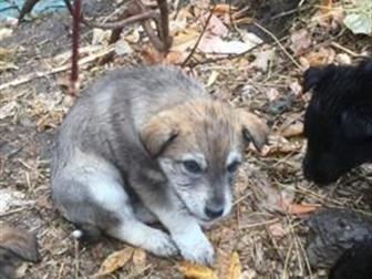 ������� ����� ����� ���!!! ����� �� ������ �������� ������ � �����,  ������� �������� 1,5 ���, � ������������