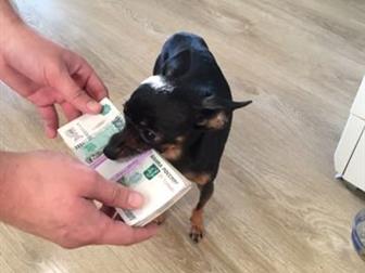 ����� ������ � ������ ���� �� ��������� ��������������, ������� (�� ��������������), ����������� (���� ���������), �������� (10 ���), ������ ������ � ������� ���������, � ������������