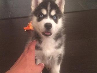 ������������ ��� ����� ������  ��������� �����,  ������� 3����, ��������� ������, �����������, ������, � ������������