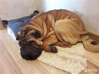 ������ ������� ������, ����������,  ������� - 1 ���,  ��� - ���,  ���� ���������, ��� ��������,  �������, ���������, � ������������