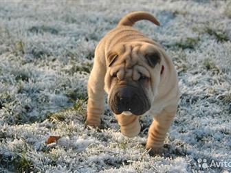 ������ ������� ������, ����������,  ������� - 1 ���,  ��� - ���,  ���� ���������, ��� ��������,  �������, ���������, � ������������