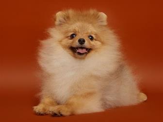 �������������� �����, ����� �������� �� ������! ����� ��������, ���������,  ��������� ������, ����� ������, ������� ������� ���,  �� ���� ������ ��� ����� ������� � ������������