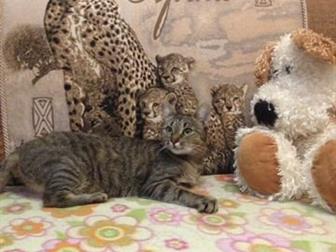  -  ,     , , ,   ,     ,  