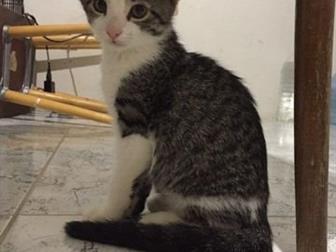     ,    ,   ,   -    ,     ,   ,    