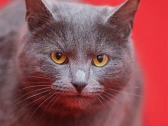  -  - ,  !   ,   ?   ,    ,    ,   