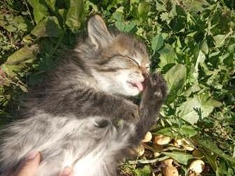 ! ?? ??  : , ,    -,     ,   ,    ,      