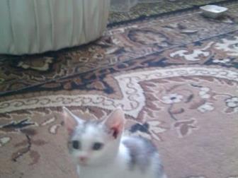    ,    ,    2,5 - 3 ,        -  ,     