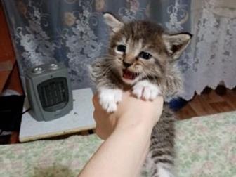        -,  
