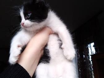 , -,   -   