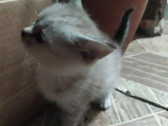     ,    ,       ,      ,        