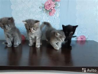  ,           ,            !!!  