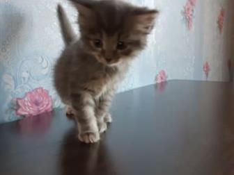  ,           ,            !!!  