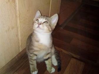   ,2 ,   ,  